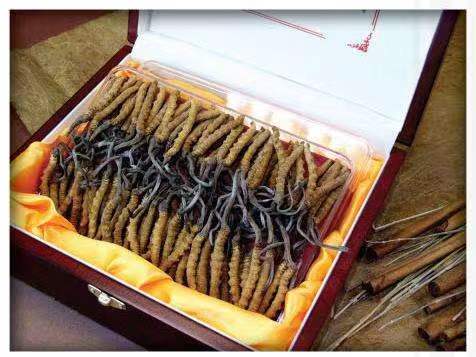 安州冬虫夏草回收